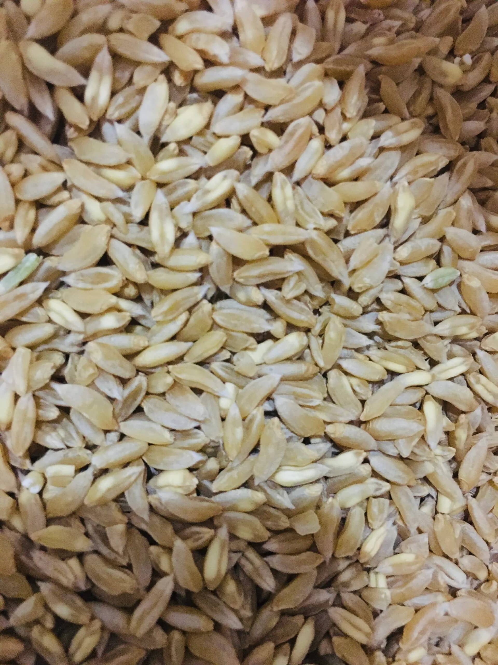 Organic Bhaliya / Daudkhani Wheat